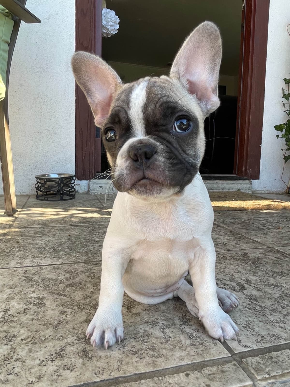 Healthy & Happy French Bulldog Puppies breeder image 3