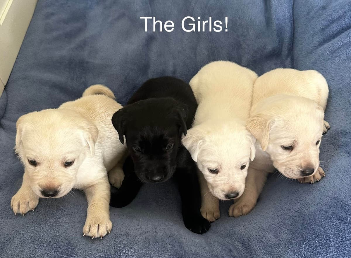 Labrador Retriever Puppies breeder image 5