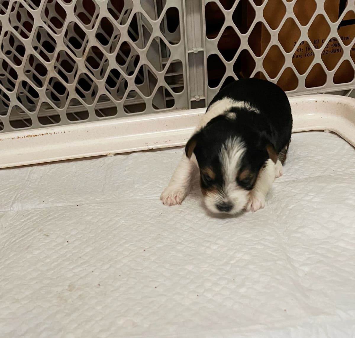 Parti colored Yorkshire Terrier Puppies breeder image 5