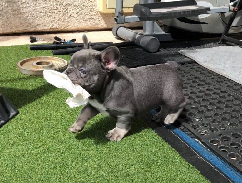 Cane Corso Puppies breeder image 14