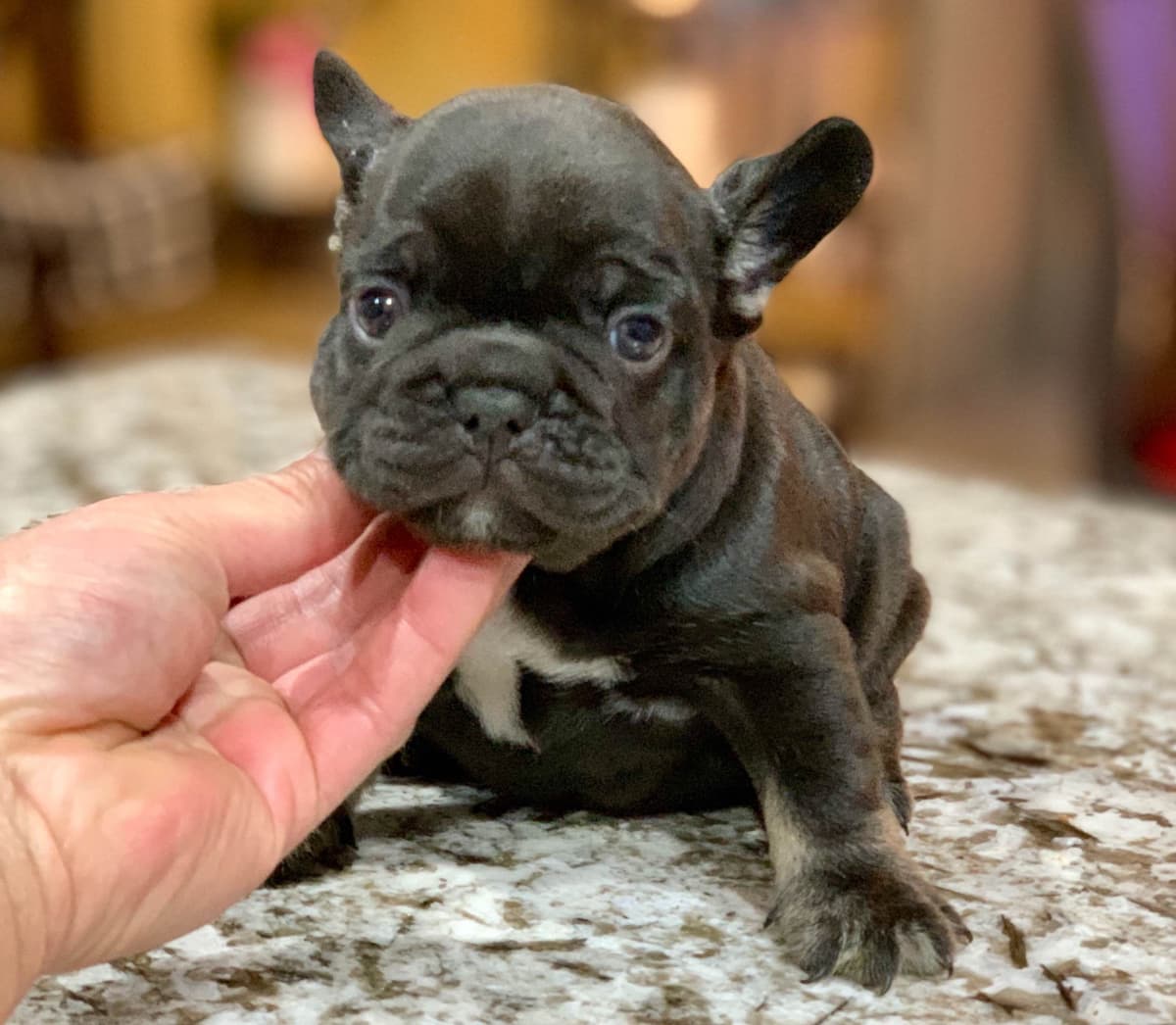 Cane Corso Puppies breeder image 17