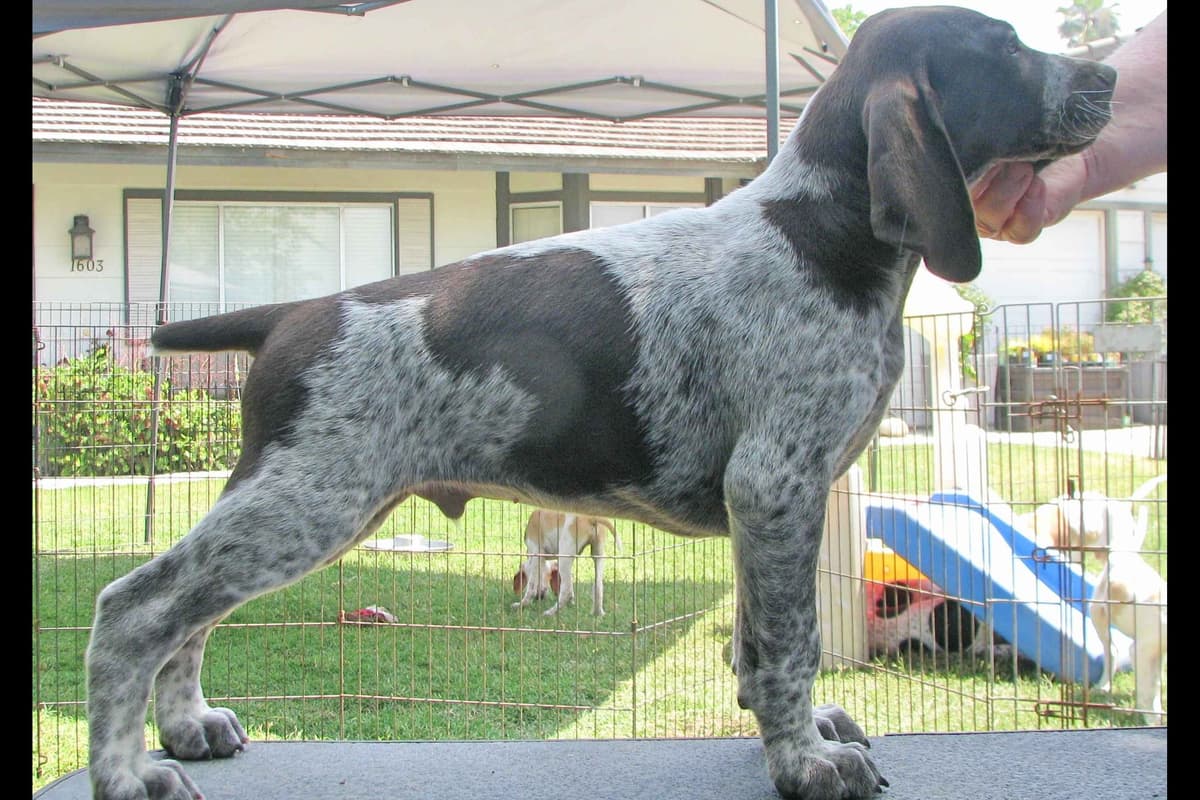 AKC Pointer Puppies - International Lines breeder image 11