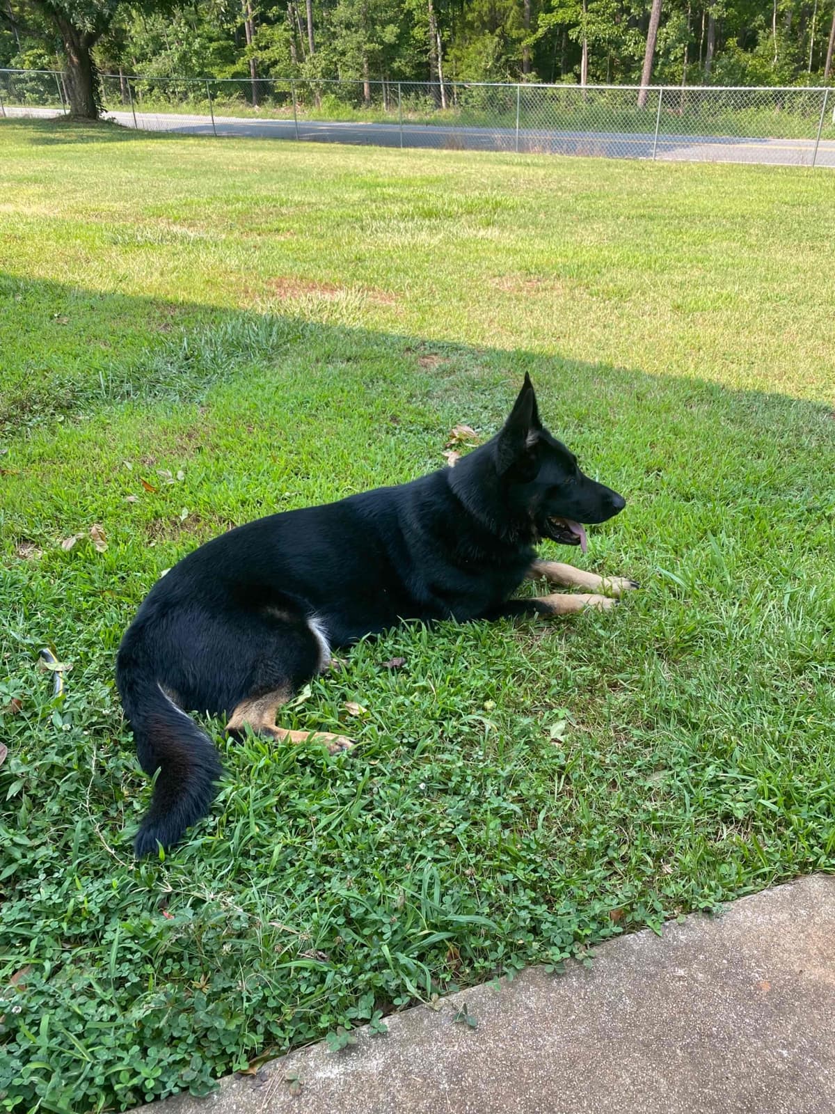 German Shepherd Dog Puppies breeder image 95