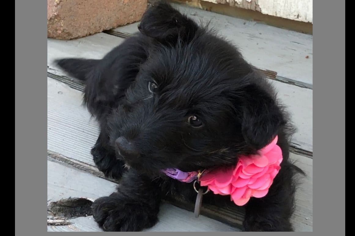 Exquisite Kingsdale Scottish Terrier Puppies with Champion pedigrees!! breeder image 7