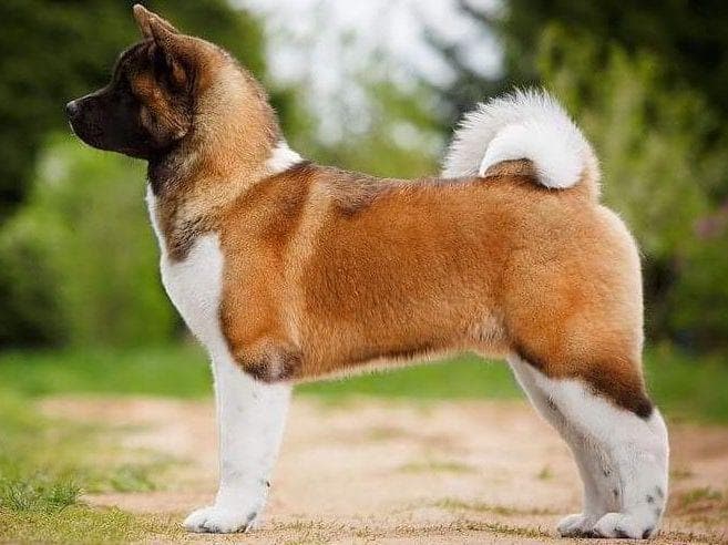 American Akita Puppies - Champion Blood Lines - OFA health Tested - NJ breeder image 4