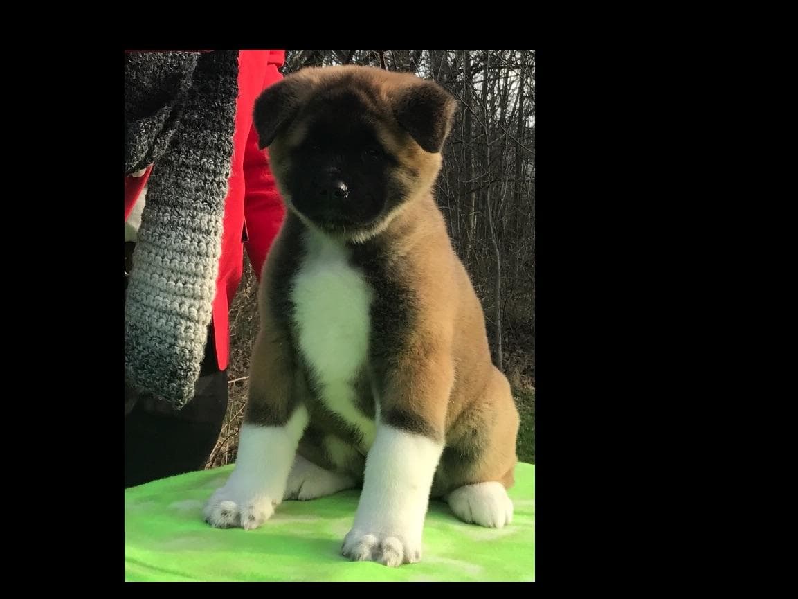 American Akita Puppies - Champion Blood Lines - OFA health Tested - NJ breeder image 8