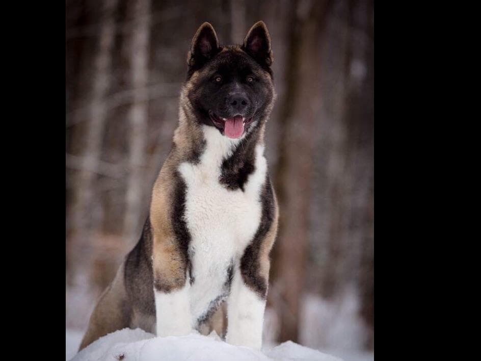 American Akita Puppies - Champion Blood Lines - OFA health Tested - NJ breeder image 6