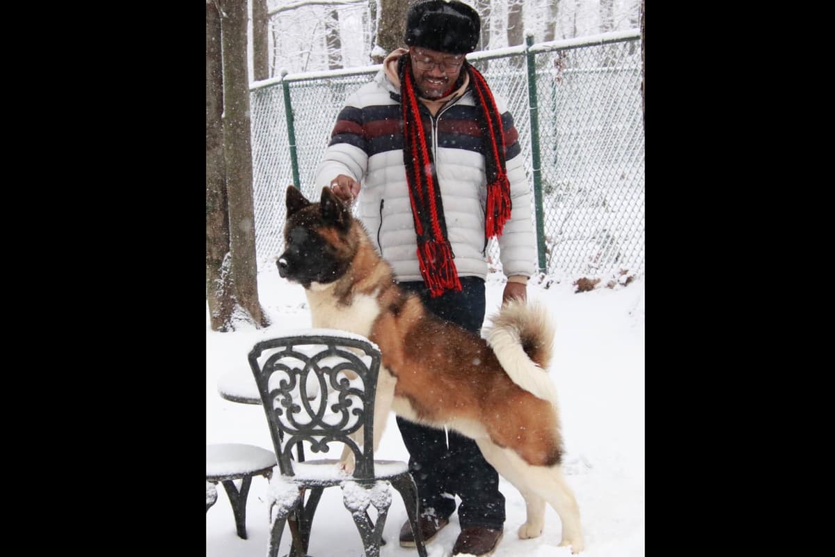 American Akita Puppies - Champion Blood Lines - OFA health Tested - NJ breeder image 9