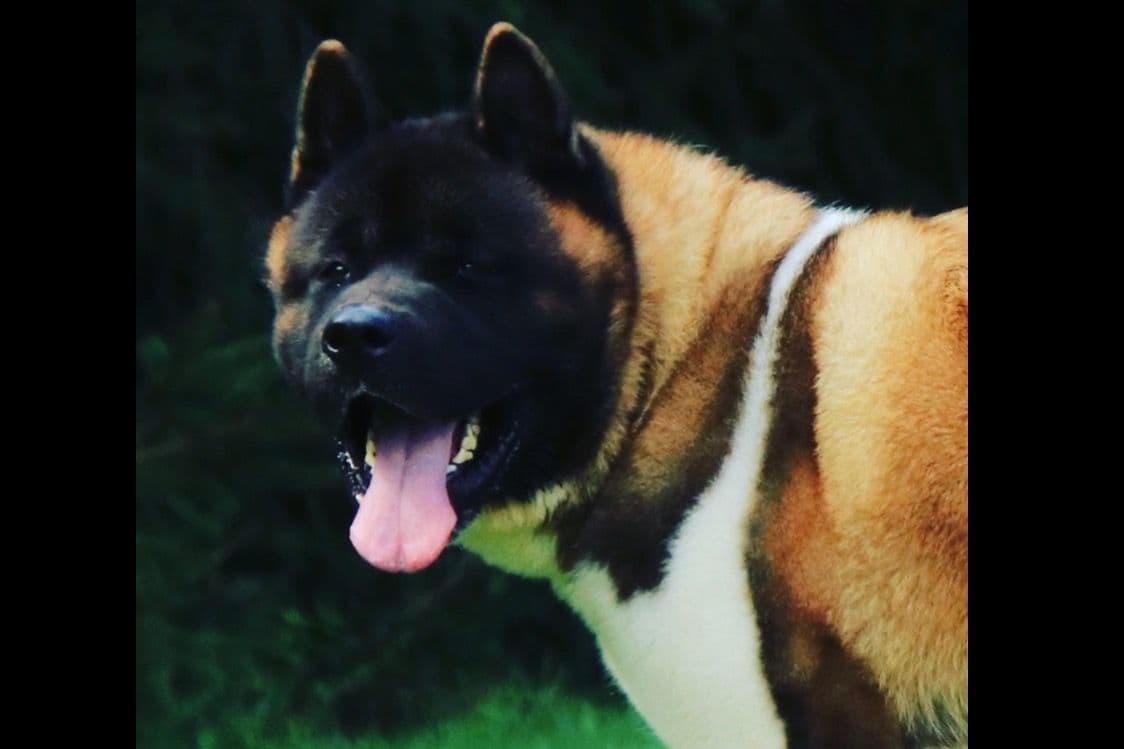 American Akita Puppies - Champion Blood Lines - OFA health Tested - NJ breeder image 2