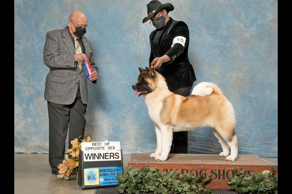 American Akita Puppies - Champion Blood Lines - OFA health Tested - NJ breeder image 11