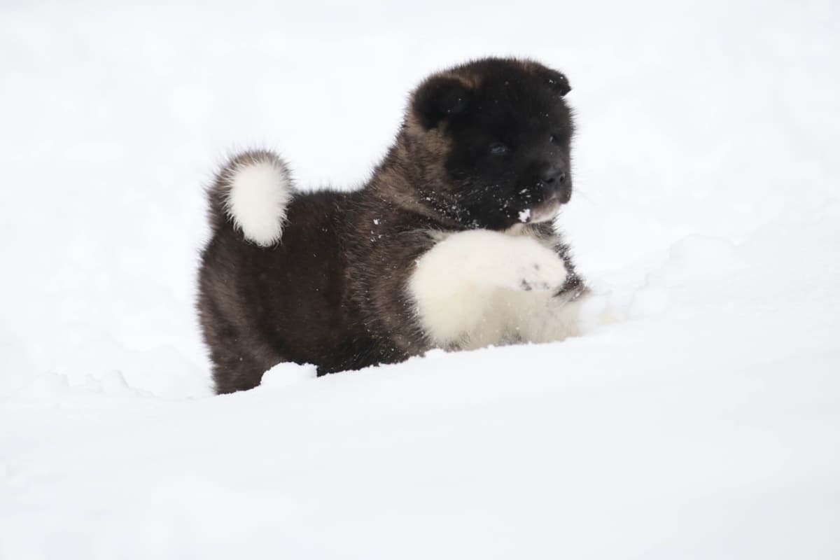 American Akita Puppies - Champion Blood Lines - OFA health Tested - NJ breeder image 19