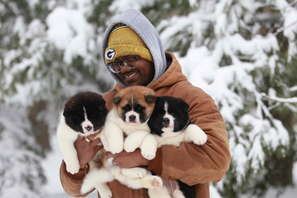 American Akita Puppies - Champion Blood Lines - OFA health Tested - NJ breeder image 17