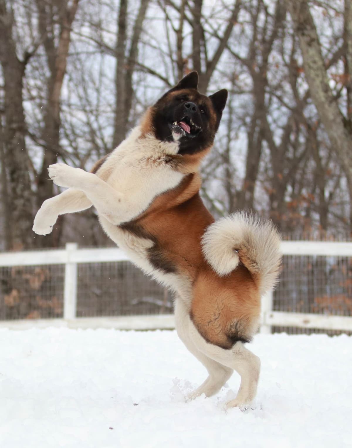 American Akita Puppies - Champion Blood Lines - OFA health Tested - NJ breeder image 18