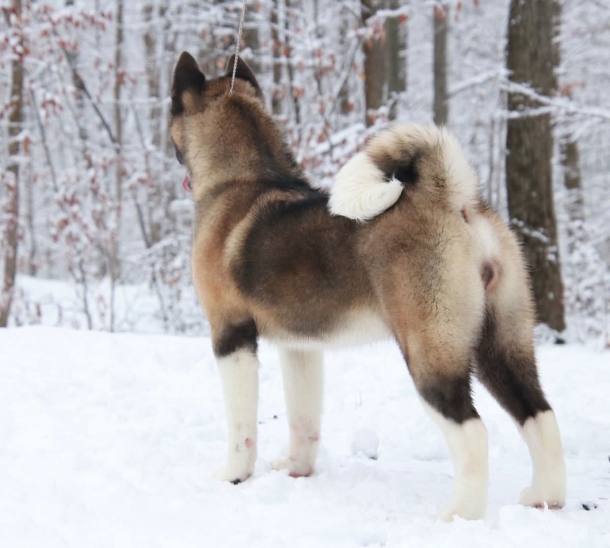 American Akita Puppies - Champion Blood Lines - OFA health Tested - NJ breeder image 23