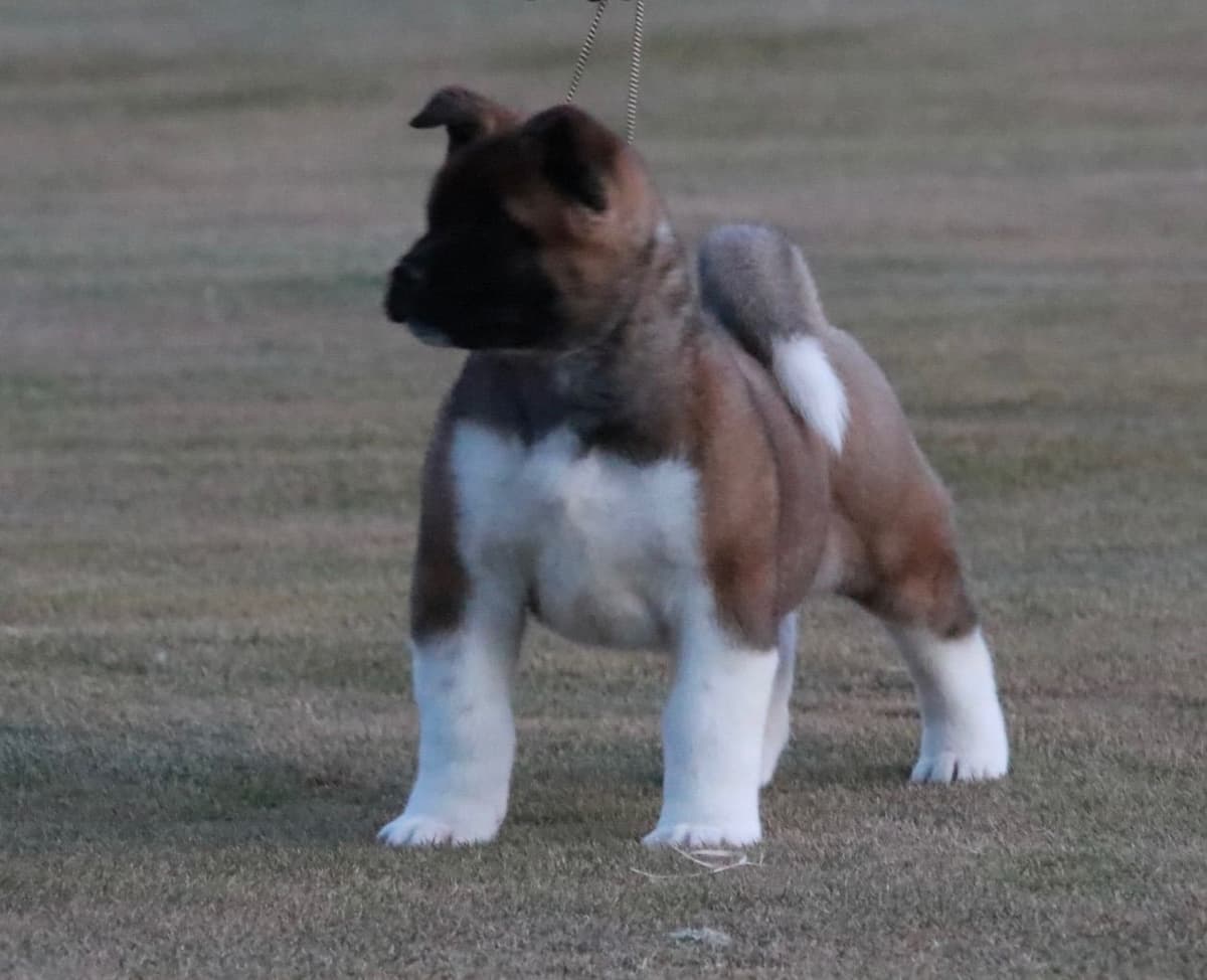 American Akita Puppies - Champion Blood Lines - OFA health Tested - NJ breeder image 20