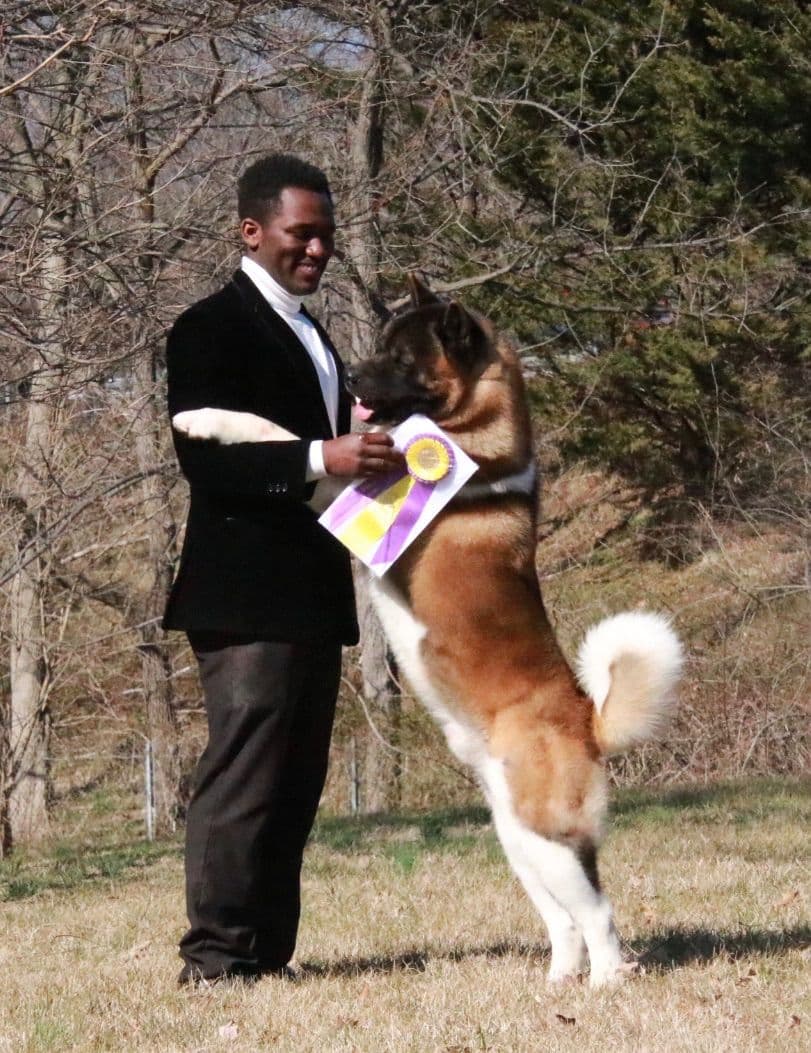 American Akita Puppies - Champion Blood Lines - OFA health Tested - NJ breeder image 22