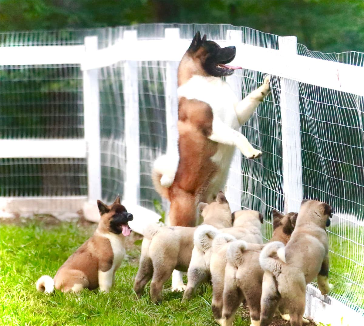American Akita Puppies - Champion Blood Lines - OFA health Tested - NJ breeder image 27