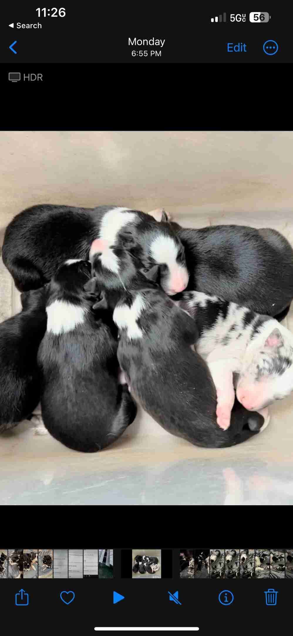Border Collie Puppies - 2 blue merles/1 black &white breeder image 1