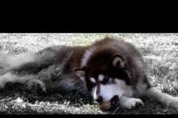Lake Cumberland Malamutes
