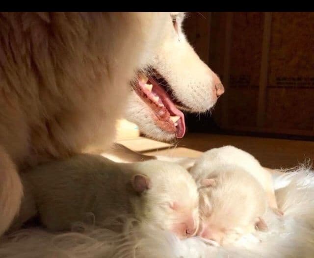 Alaskan Malamute Puppies breeder image 28