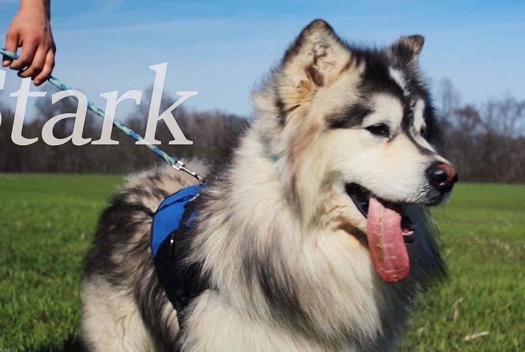 Alaskan Malamute Puppies breeder image 74