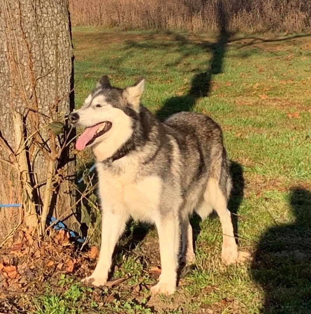 Alaskan Malamute Puppies breeder image 76