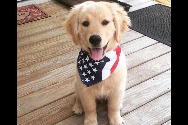Golden Retriever Puppies breeder image 22
