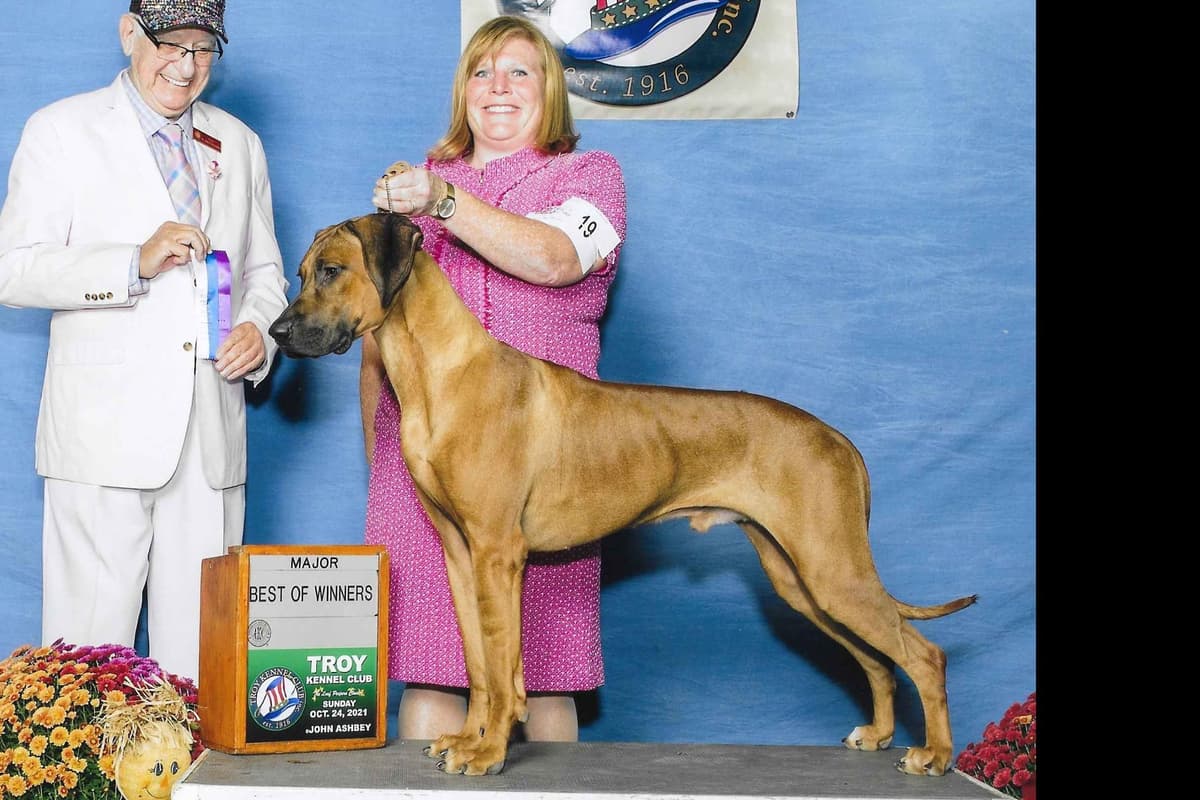 We've discovered yogurt! Rhodesian Ridgeback Puppies breeder image 50