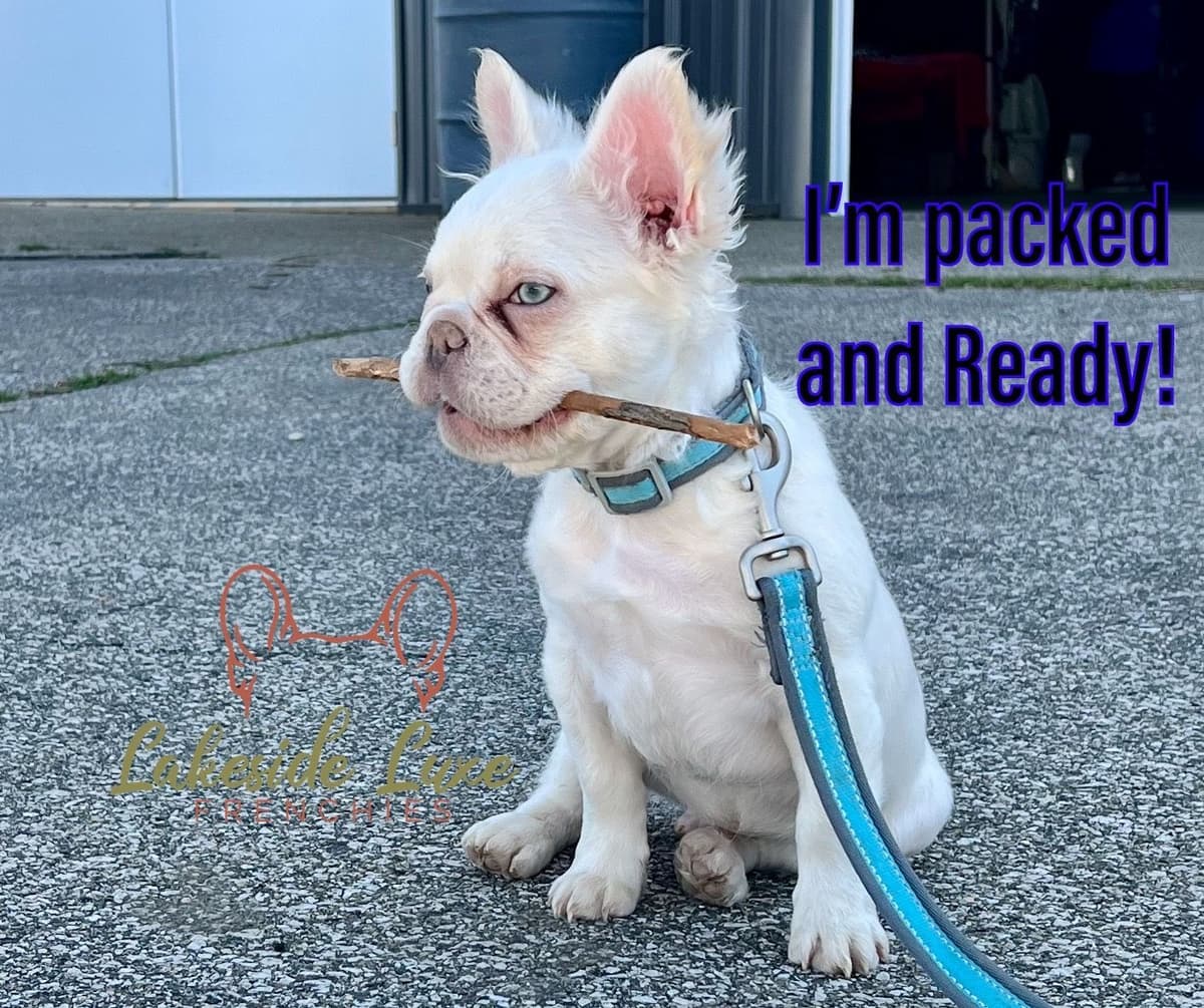 Adorable French Bulldog Puppies breeder image 7