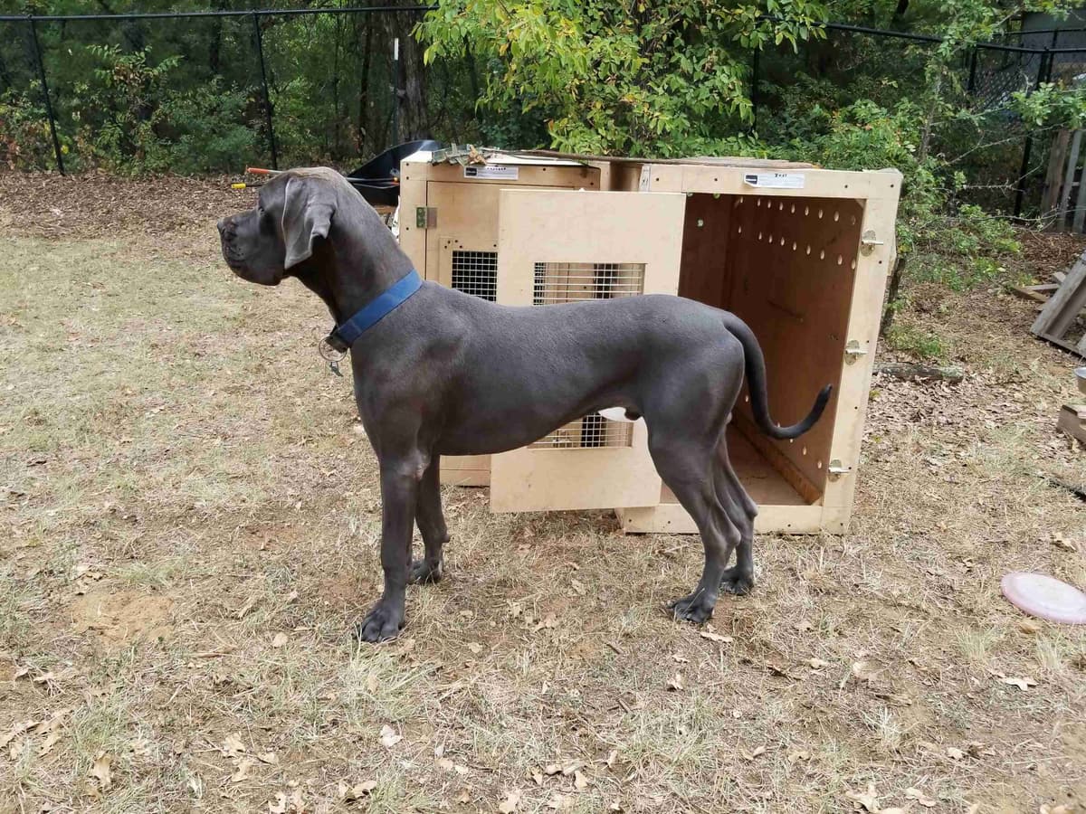 Fabulous "14" Fawn, Fawnequin, Fawn Merle (Scooby Doo) Great Danes breeder image 6