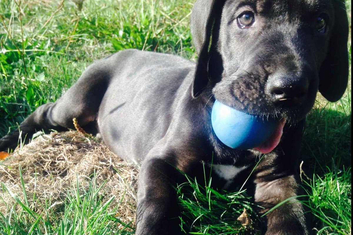 Great Dane Puppies Euro Lineage breeder image 9