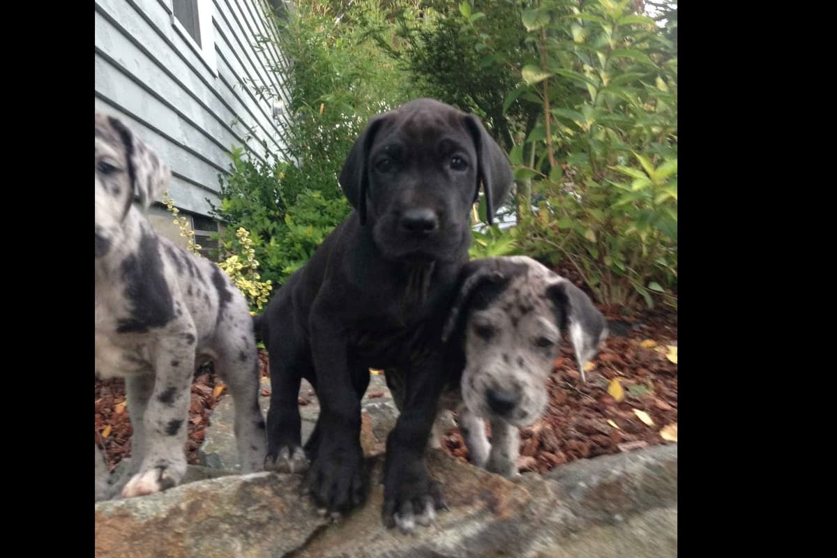 Great Dane Puppies Euro Lineage breeder image 12