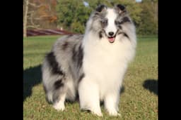 Bel Cher Shelties