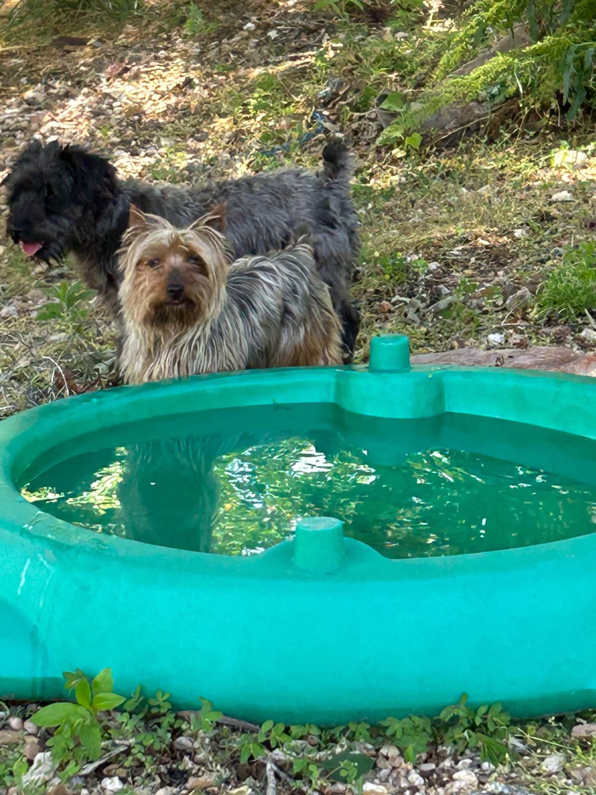 Silky Terrier Puppies breeder image 9