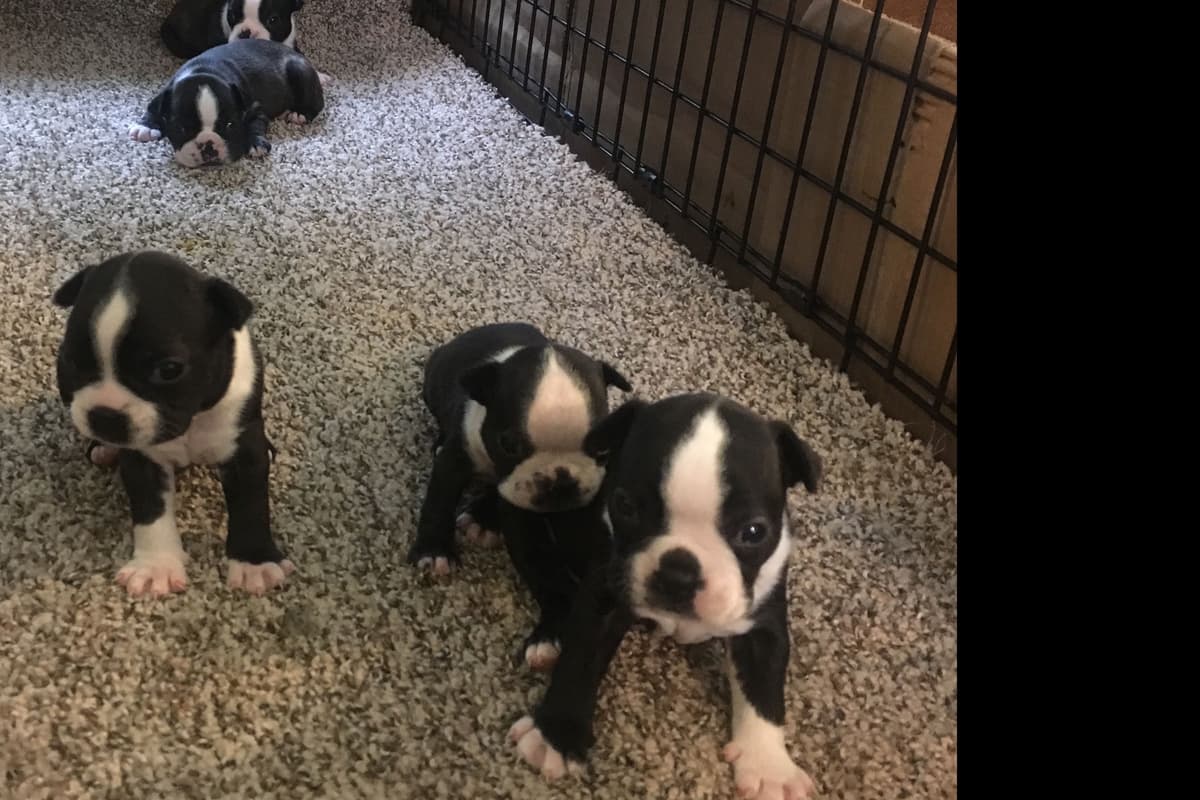 Boston Terrier Puppies breeder image 3