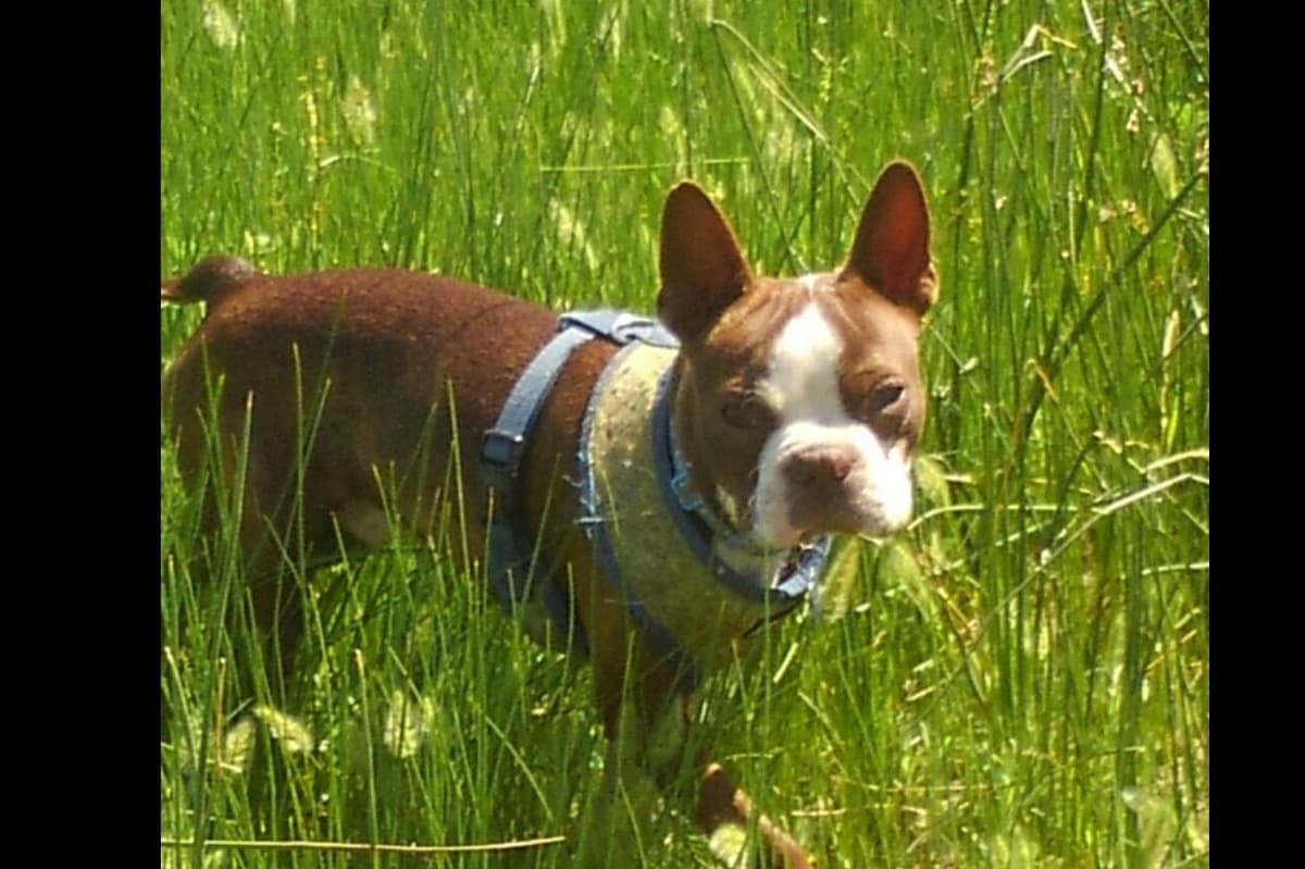 Boston Terrier Puppies breeder image 6