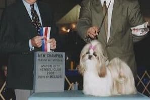 Shih Tzu Puppies breeder image 3