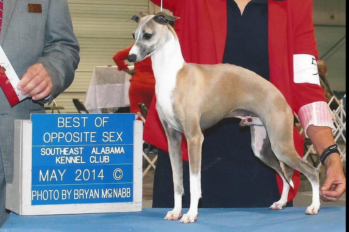 Italian Greyhound Puppies breeder image 5