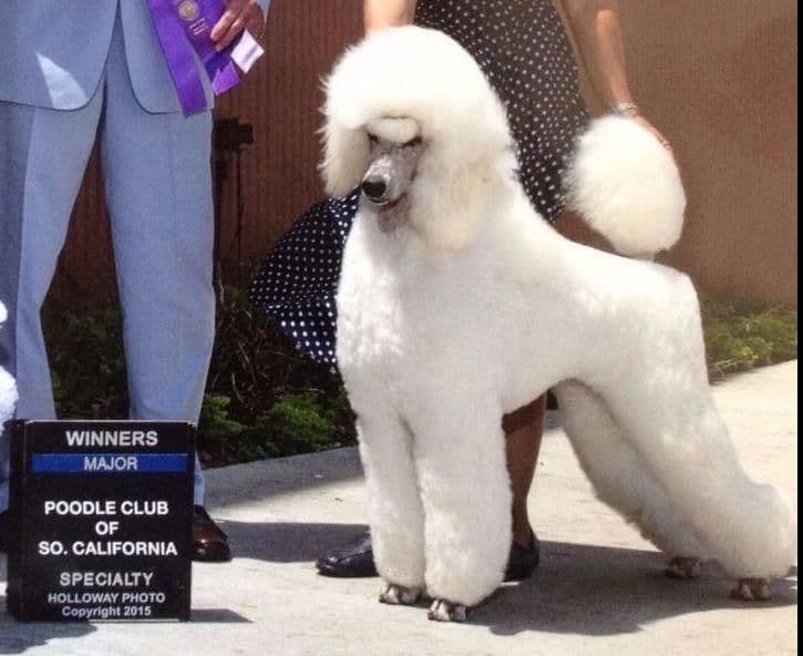 Poodle Puppies breeder image 14