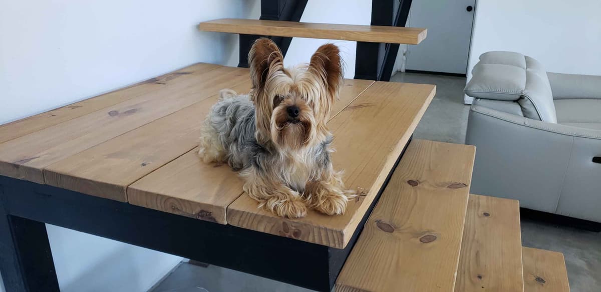 Traditional Male & Female Yorkie Puppies - Ready Now!!! breeder image 3