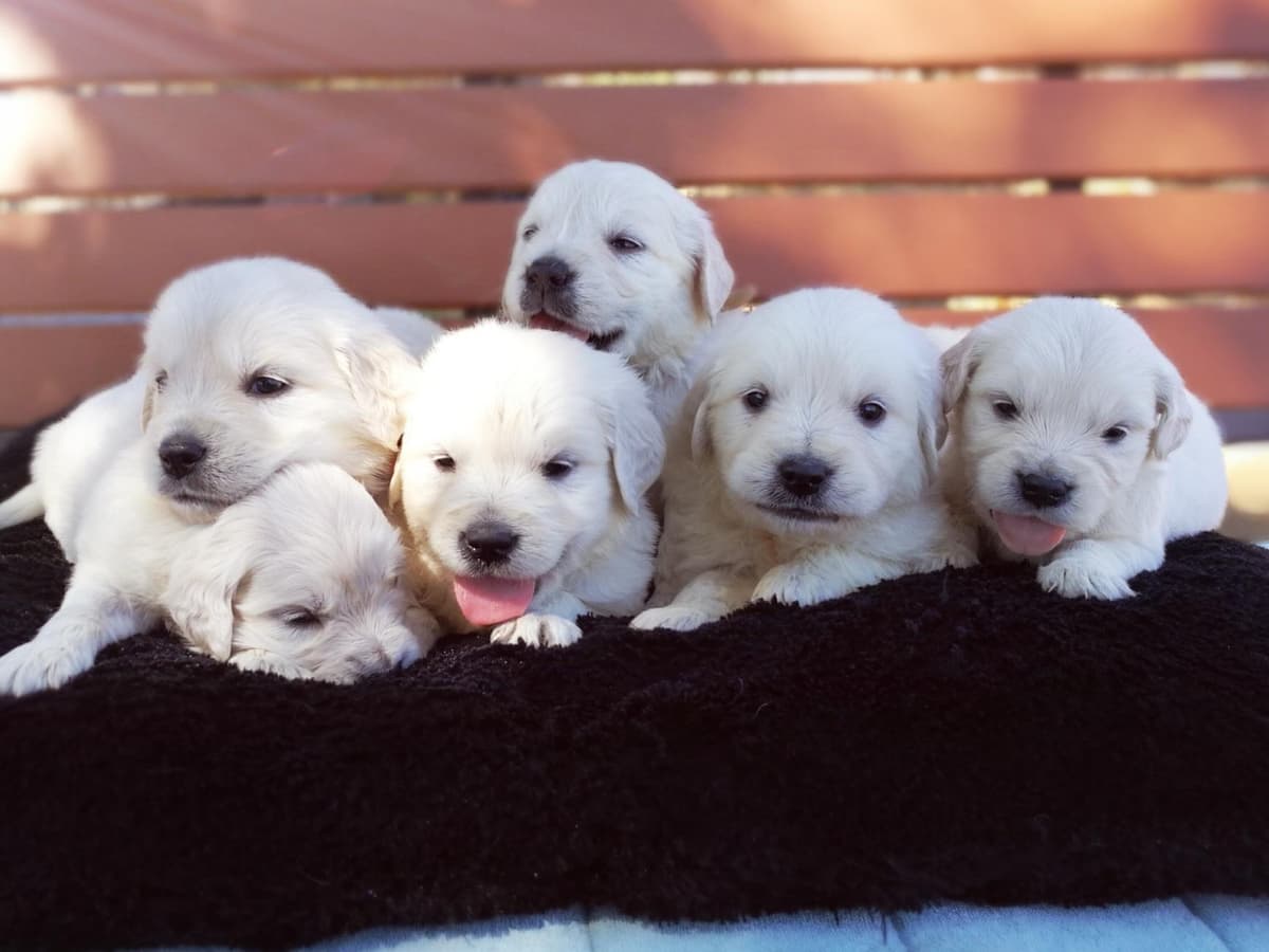 Golden Retriever Puppies breeder image 6