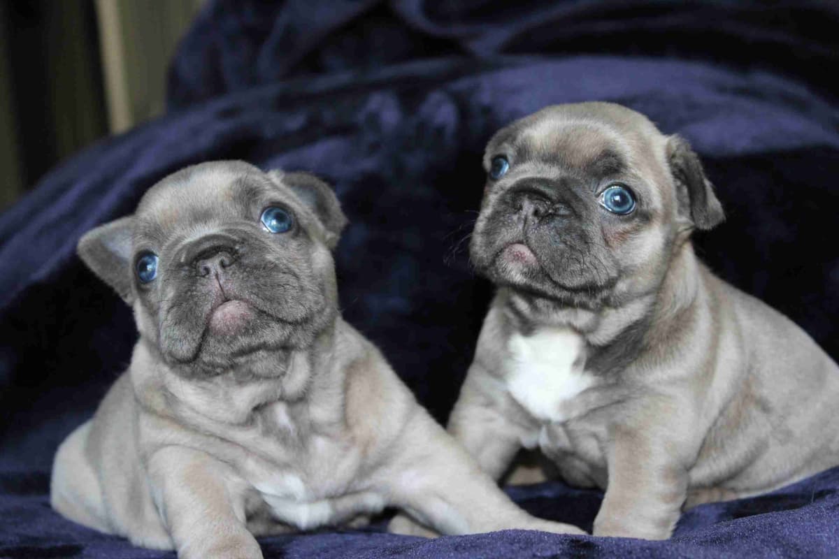 Exceptional Color Variety. A truly Unique Frenchie Litter ❤ breeder image 11