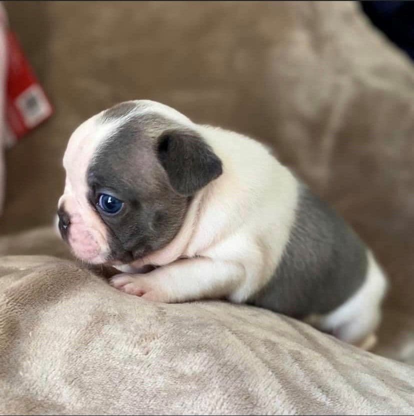 Exceptional Color Variety. A truly Unique Frenchie Litter ❤ breeder image 37