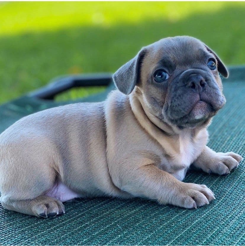 Exceptional Color Variety. A truly Unique Frenchie Litter ❤ breeder image 42