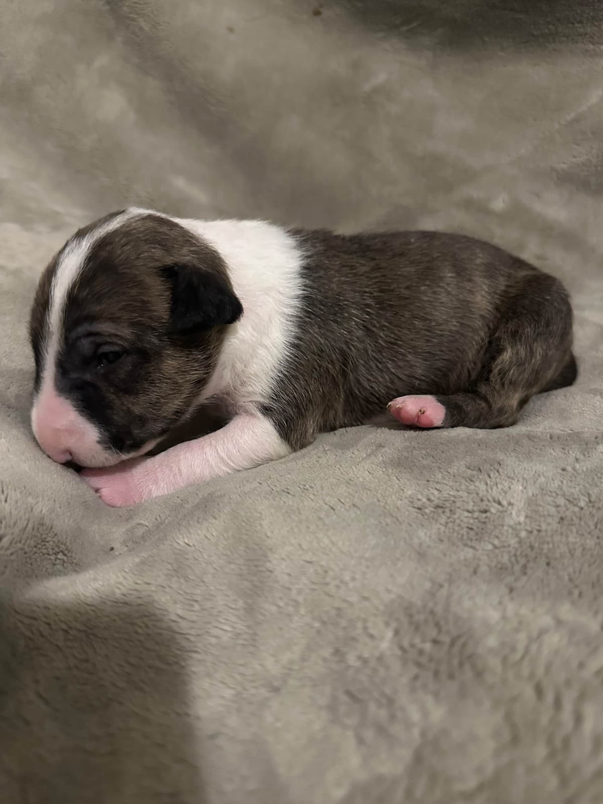 Bull Terrier Puppies breeder image 18