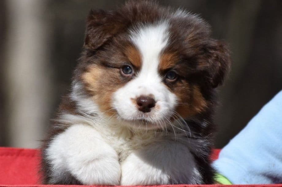 Australian Shepherd Puppies breeder image 3