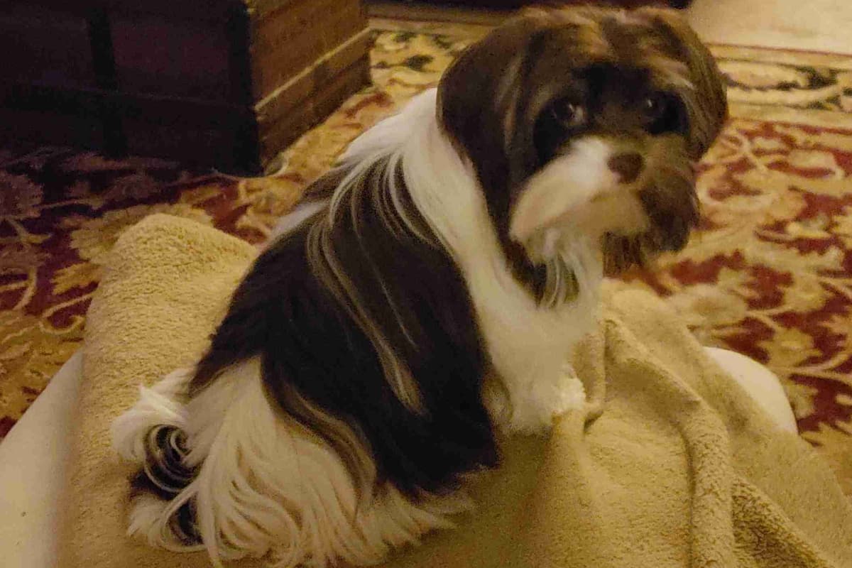Yorkshire Terrier Puppies breeder image 6