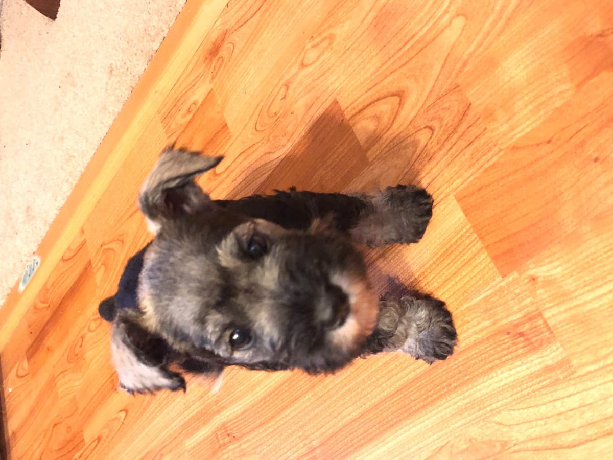 Miniature Schnauzer Puppies breeder image 4