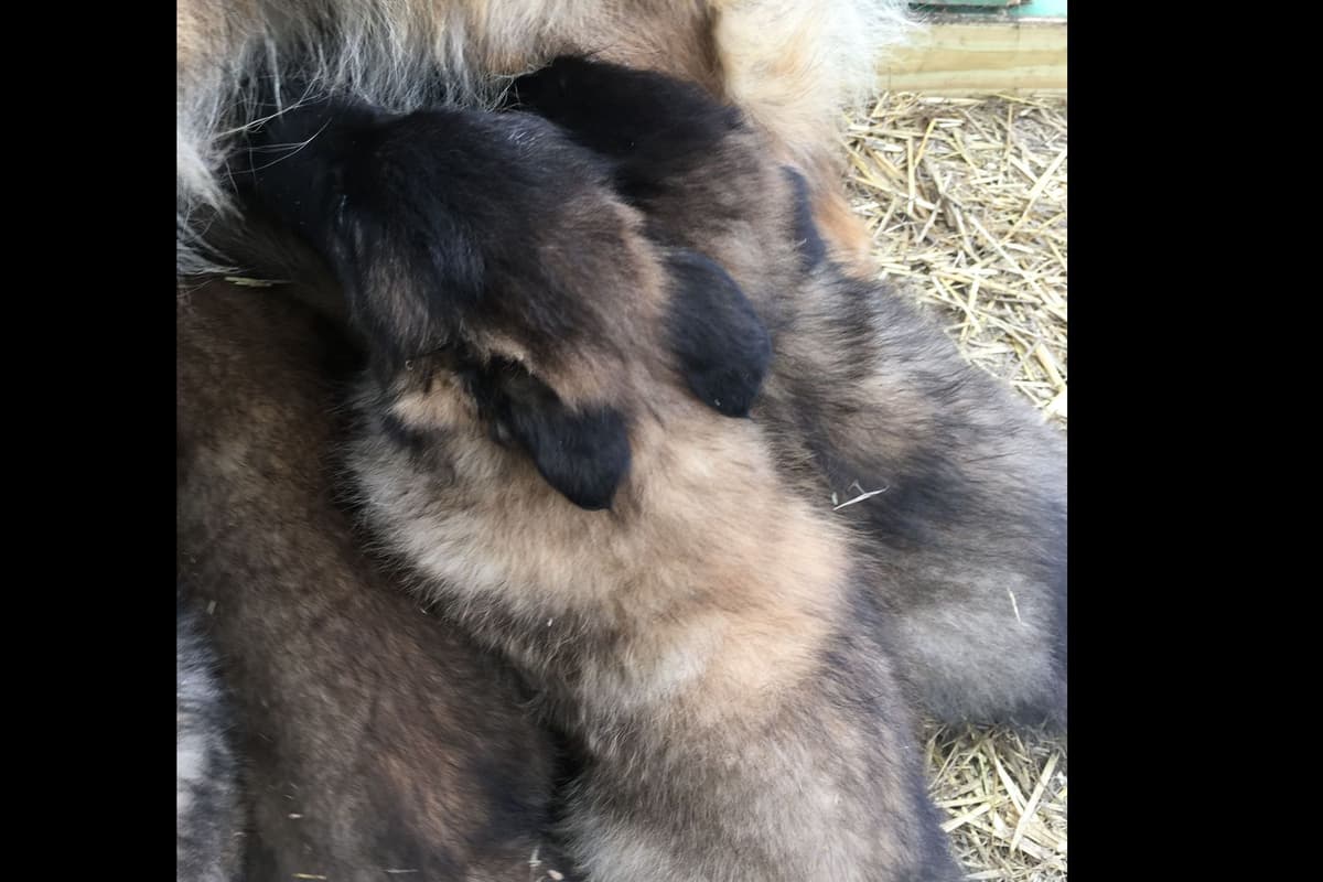 Belgian Tervuren Puppies breeder image 2