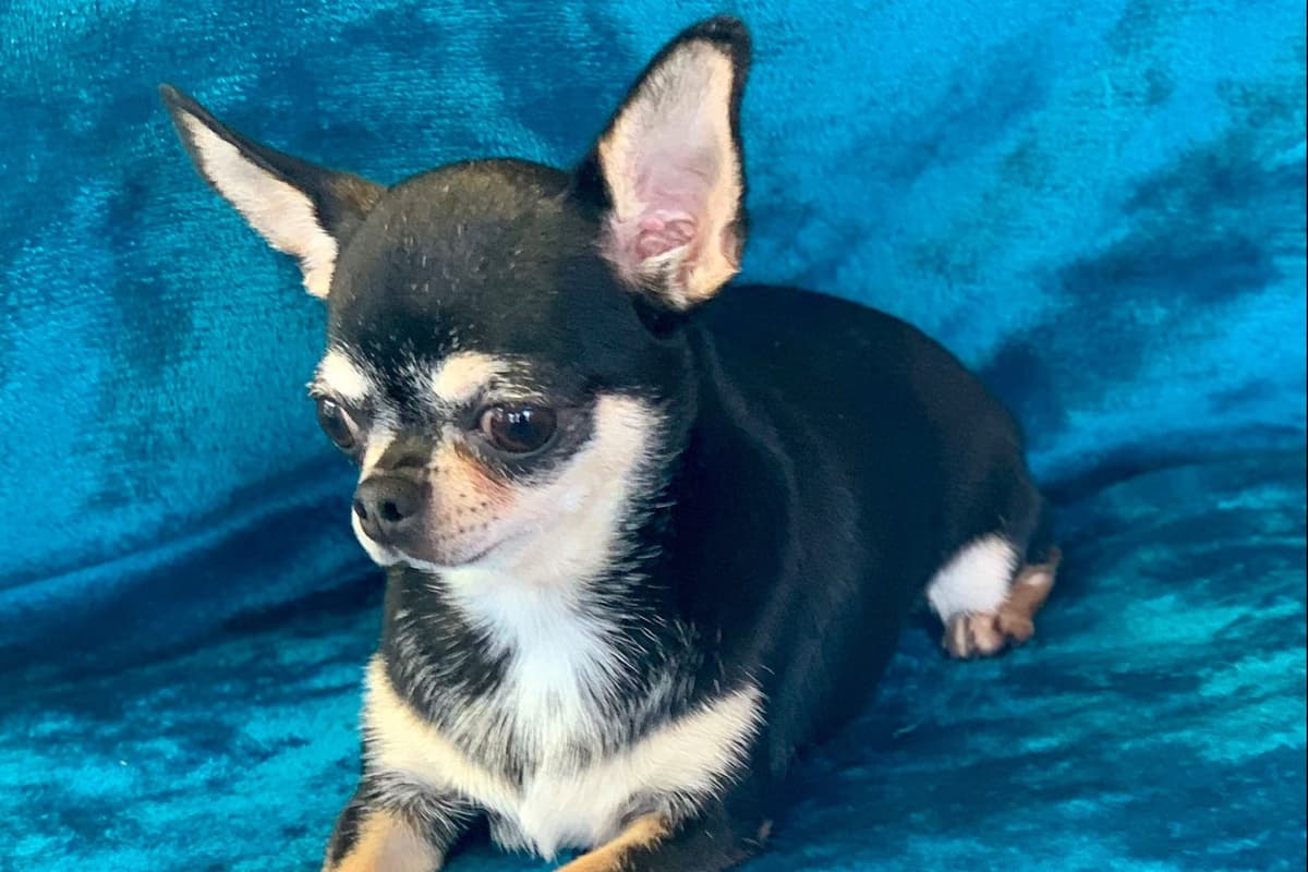 Chihuahua Puppies breeder image 31
